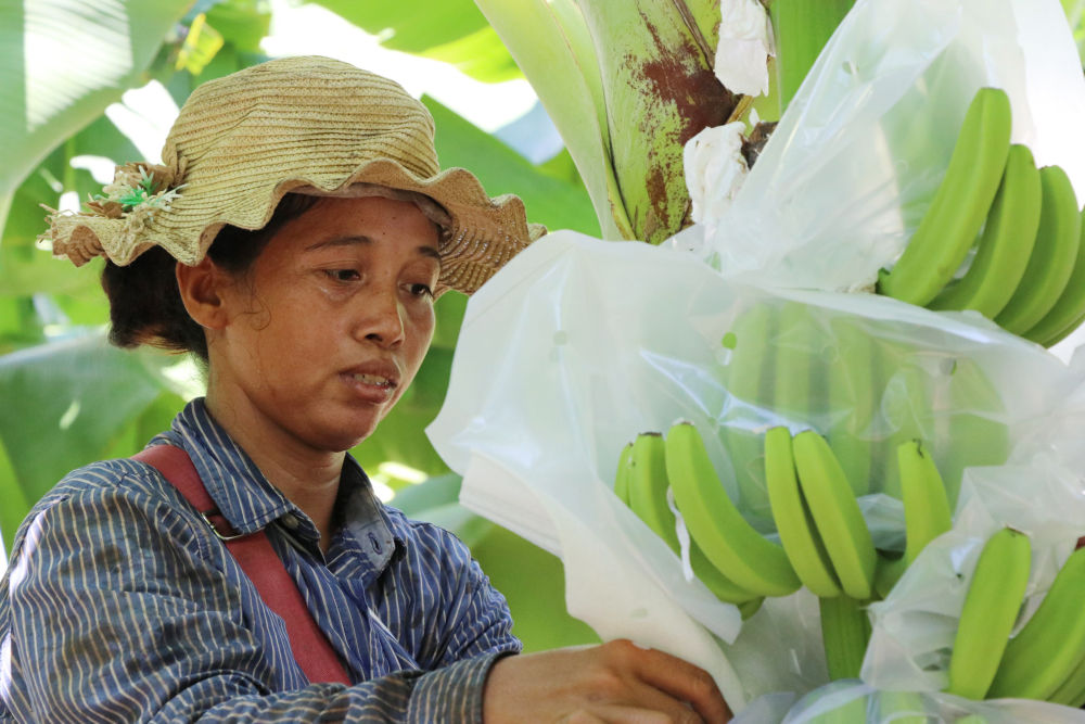 中国市场为柬埔寨香蕉园带来“春天”