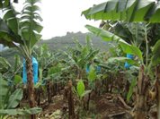 D:国家农业部香蕉产业体系1年元阳、红河调研3.23IMG_3551.JPG