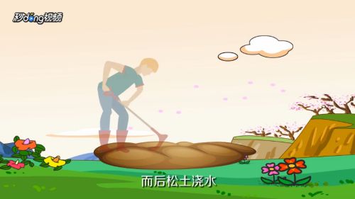 香蕉怎么种植？