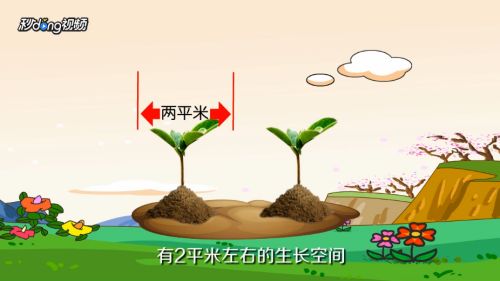 香蕉怎么种植？