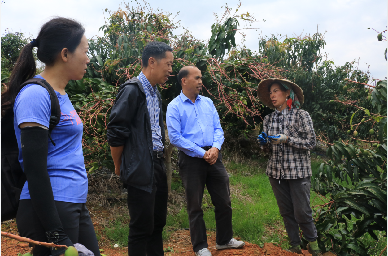 基层动态国家香蕉产业技术体系芒果岗站专家共赴广西百色 芒果产区进行产业调研和技术指导