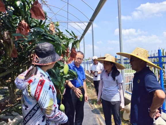 D:\国家香蕉产业技术体系关联\十四五国家香蕉体系，20210421\2023年\南宁百色岗站交流照片-20230529-31\小苏\IMG_20230529_141256.jpg