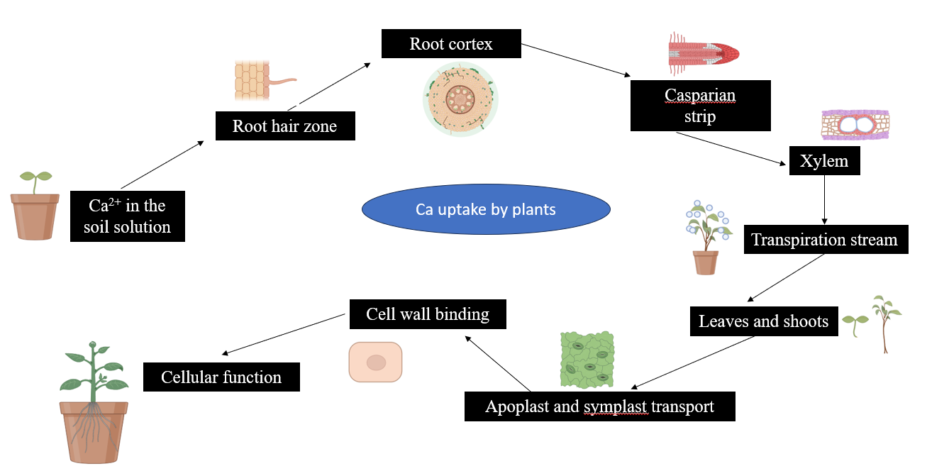 A diagram of a plant cell&#xA;&#xA;Description automatically generated