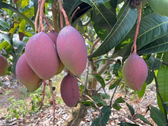 H:\2024年照片\新品系结果情况调查 4.20-6.5\3 JR-17\IMG_7991.JPG