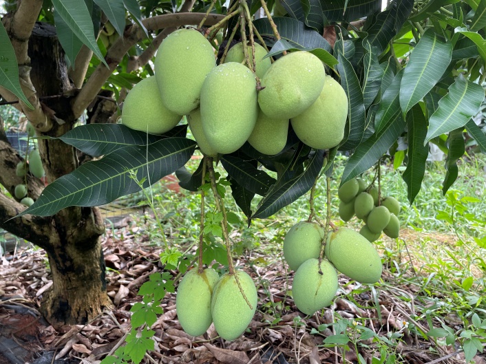 H:\2024年照片\新品系结果情况调查 4.20-6.5\1 Gedong\IMG_8625.JPG