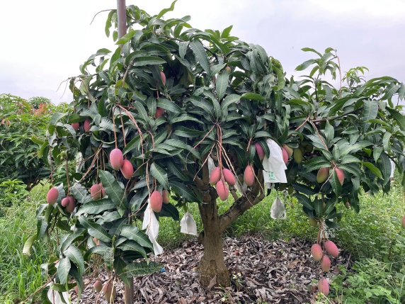 H:\2024年照片\新品系结果情况调查 4.20-6.5\3 JR-17\JR-17 (2).JPG