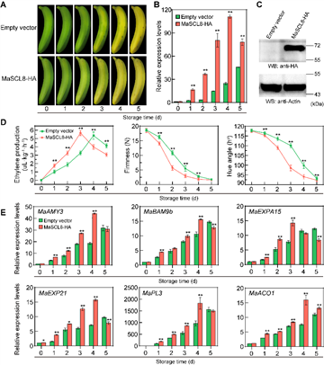 D:香蕉研究工作文章撰写�-已发表论文MaSCL8JARRevision 1stFigures-1.22Fig. 5.tif