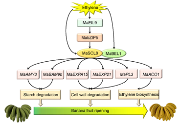 D:香蕉研究工作文章撰写�-已发表论文MaSCL8JARRevision 1stJAR-26.1.22Fig. 8-Model-26.3.9.tif